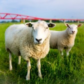 brug_schaap
